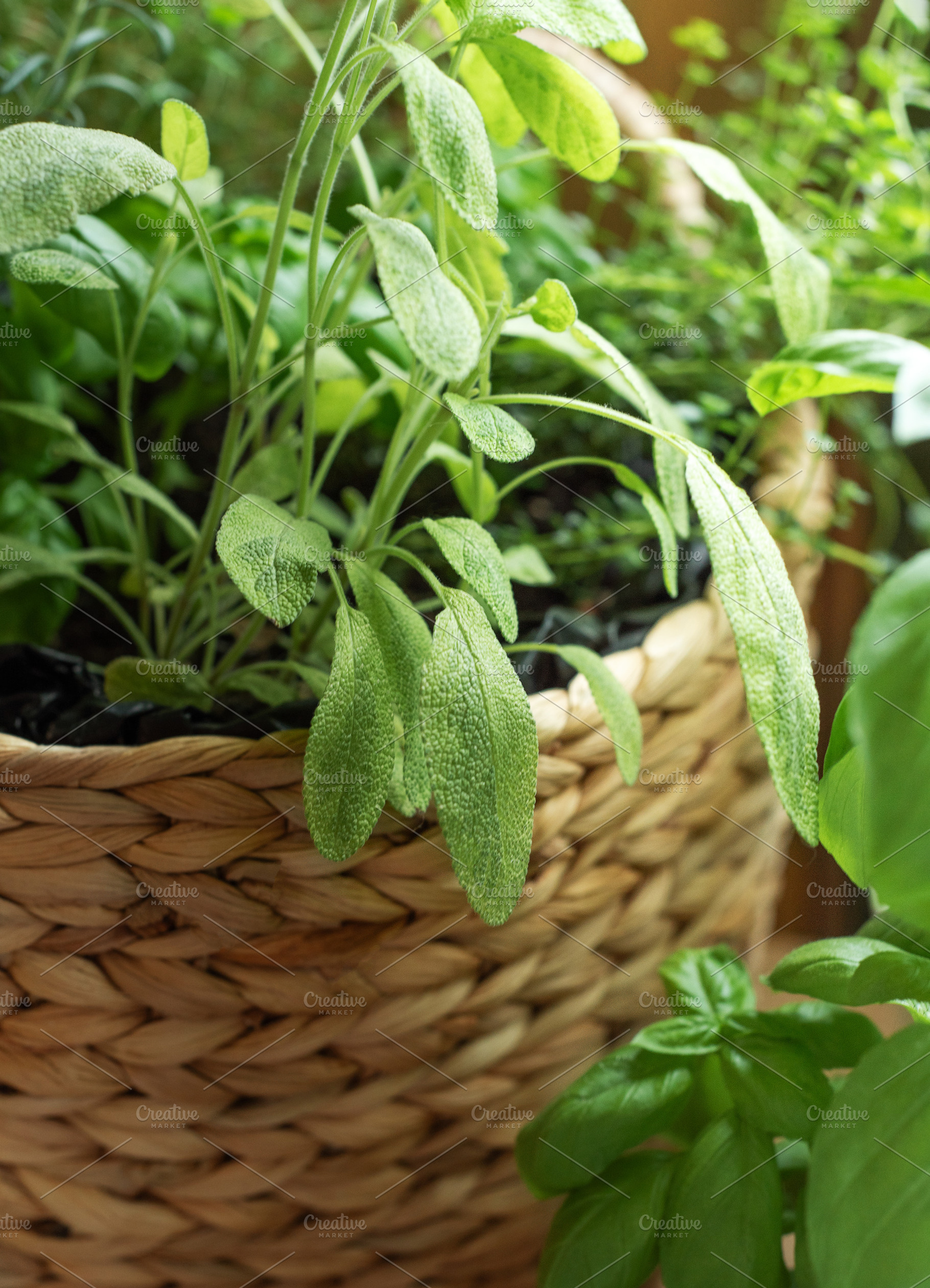 Fresh sage herb plant growing in woven basket, a Food & Drink Photo by Olena Rudo