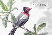 Bullfinch watercolor illustration, an Animal Illustration by Tilling (Thumbnail 1 of 4)