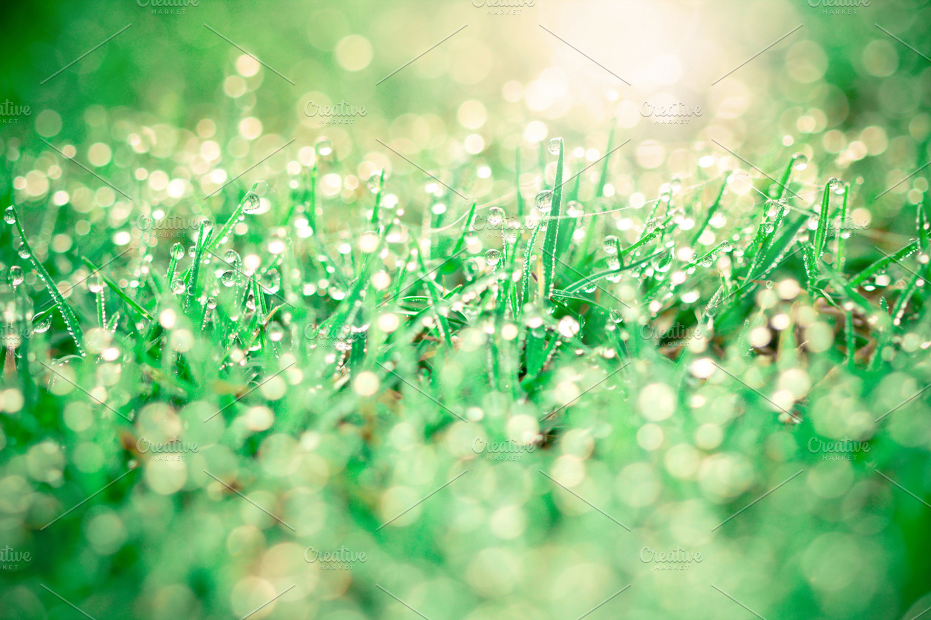 Fresh nature after the rain, a Nature Photo by Cozine