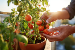 Harvesting ripe tomatoes on a balcony at sunset, a Food & Drink Photo by AlyaAnd