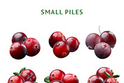 Cranberries—46 images, an Object Graphic by Hortimages (Thumbnail 5 of 8)