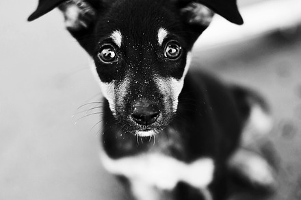 Small dog stock photo containing young and cute