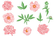 Peony Flowers Design Kit, a Decorative Illustration by Artspace (Thumbnail 2 of 6)