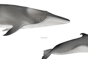 Watercolor Whales. Ocean animals set, an Animal Illustration by Diana Askarova Art (Thumbnail 5 of 7)