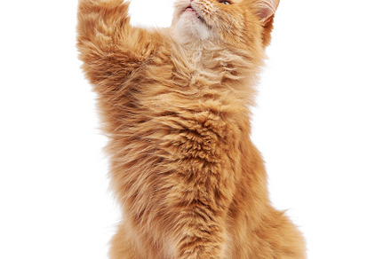 Cute adult fluffy red cat sitting an stock photo containing red and cat, an Animal Photo by ndanko