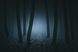 dark scary forest