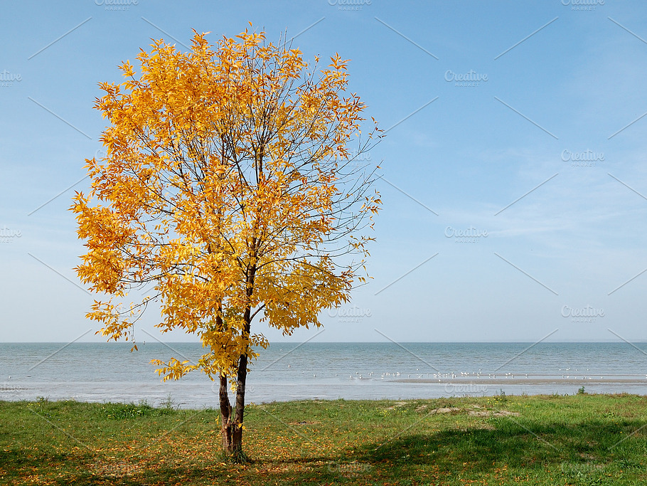 Autumn Yellow Tree At Seaside