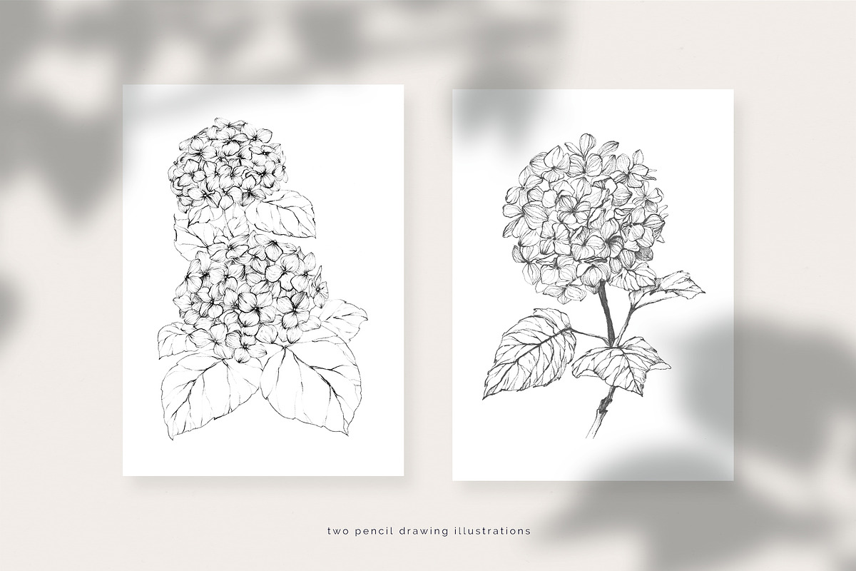 Hydrangea. Pencil and watercolor, an Illustration by Tilling (Photo 4 of 5)