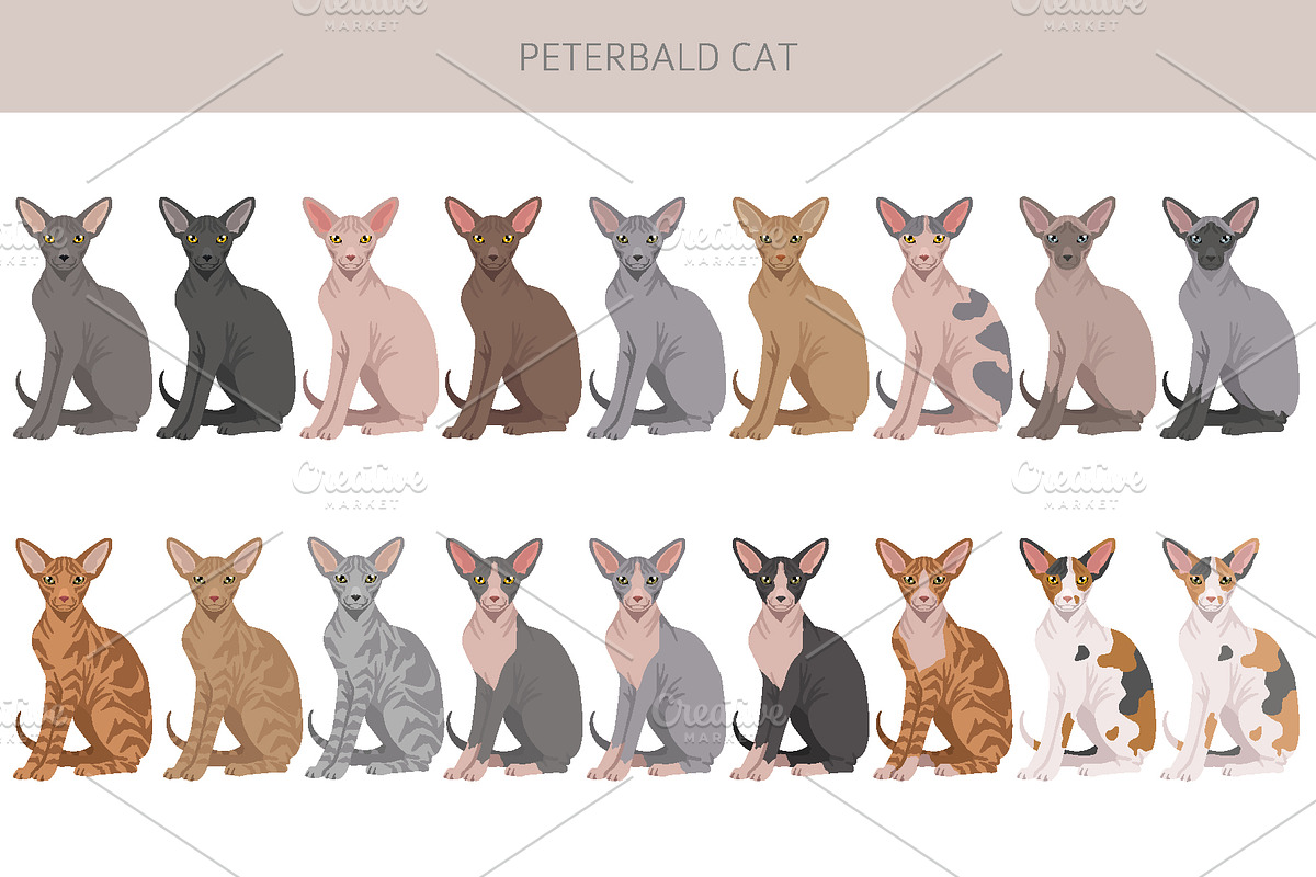 Peterbald cat, an Animal Illustration by pet design shop (Photo 3 of 6)