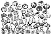 Pumpkins collection, an Object Illustration by Elena Mykhailenko (Thumbnail 3 of 4)