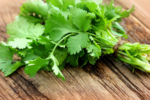 Bunch of fresh coriander or cilantro