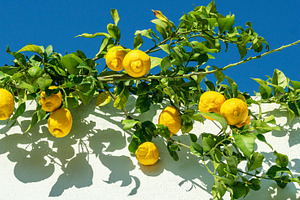 Ripe lemon fruits on lemon branch, blue sky and white wall of th, a Food & Drink Photo by Volff