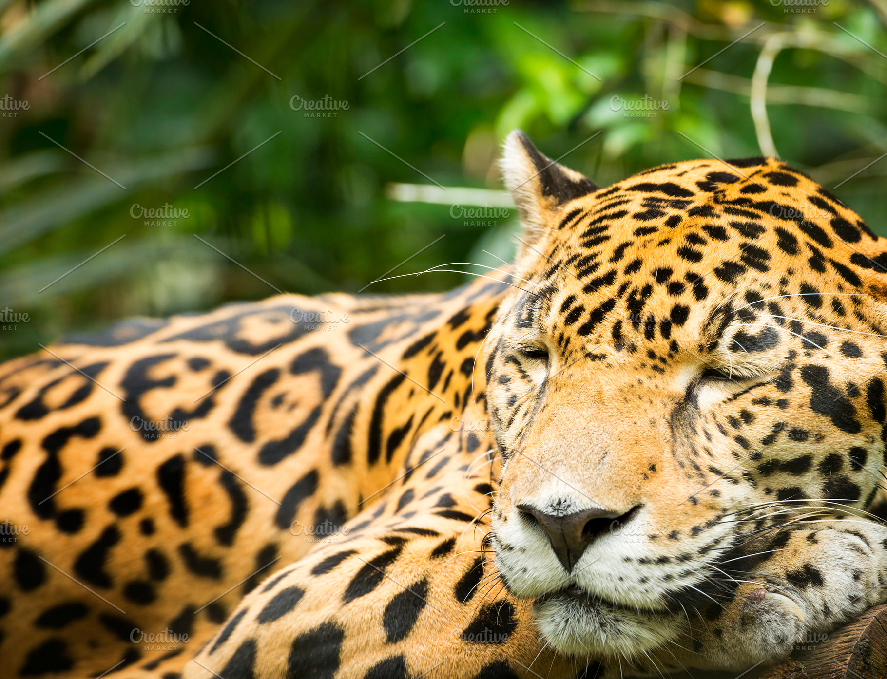 Jaguar Cat Resting, an Animal Photo by THP Creative