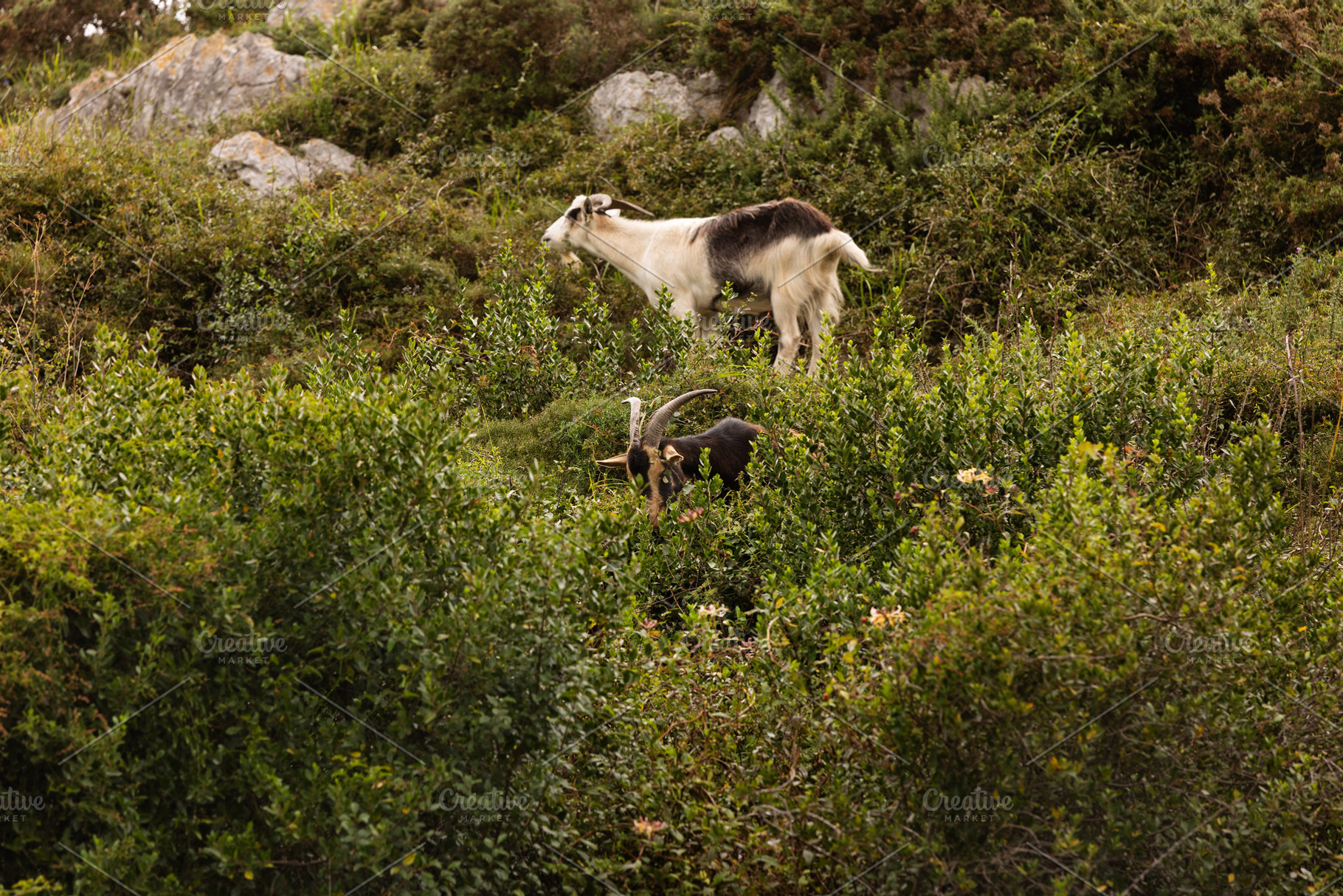 Goats grazing among dense vegetation, an Animal Photo by Perpis