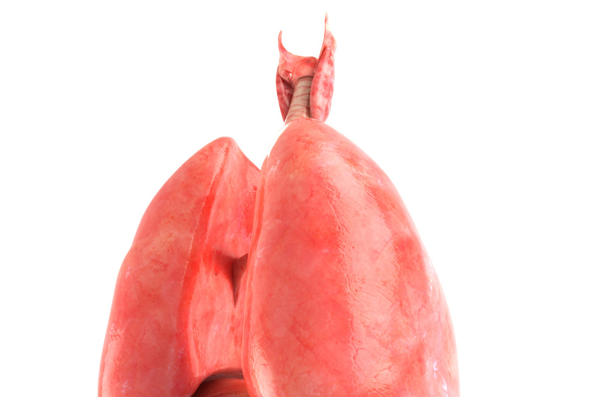 Lungs animated, a Characters & Person 3D Model by konstantin.ermolaev (Photo 4 of 13)