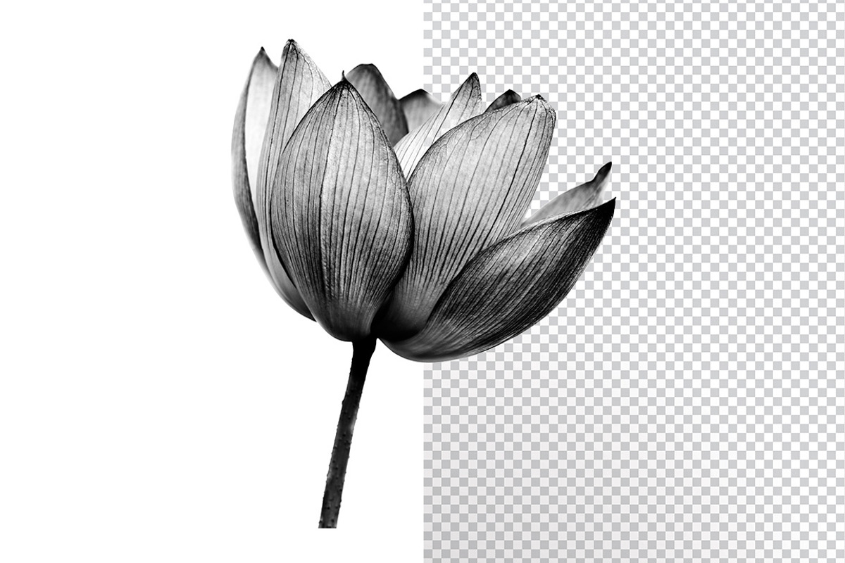 White Background Remover preview 2