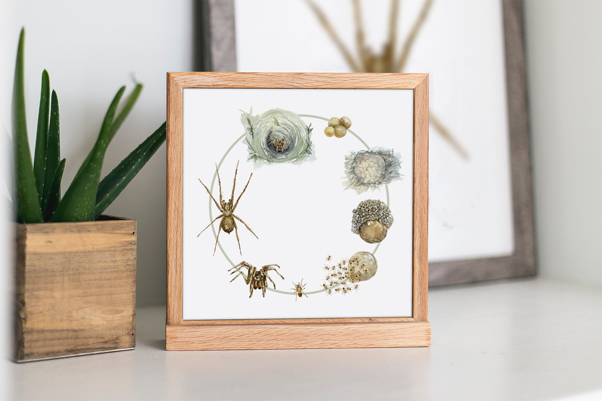 Spider Life Cycle Clip Arts & Print, an Illustration by Tati Bordiu (Photo 2 of 4)