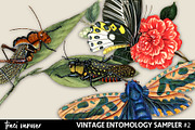 Vintage Entomology Clipart Sampler 2, an Illustration by ephemoire (Thumbnail 1 of 2)