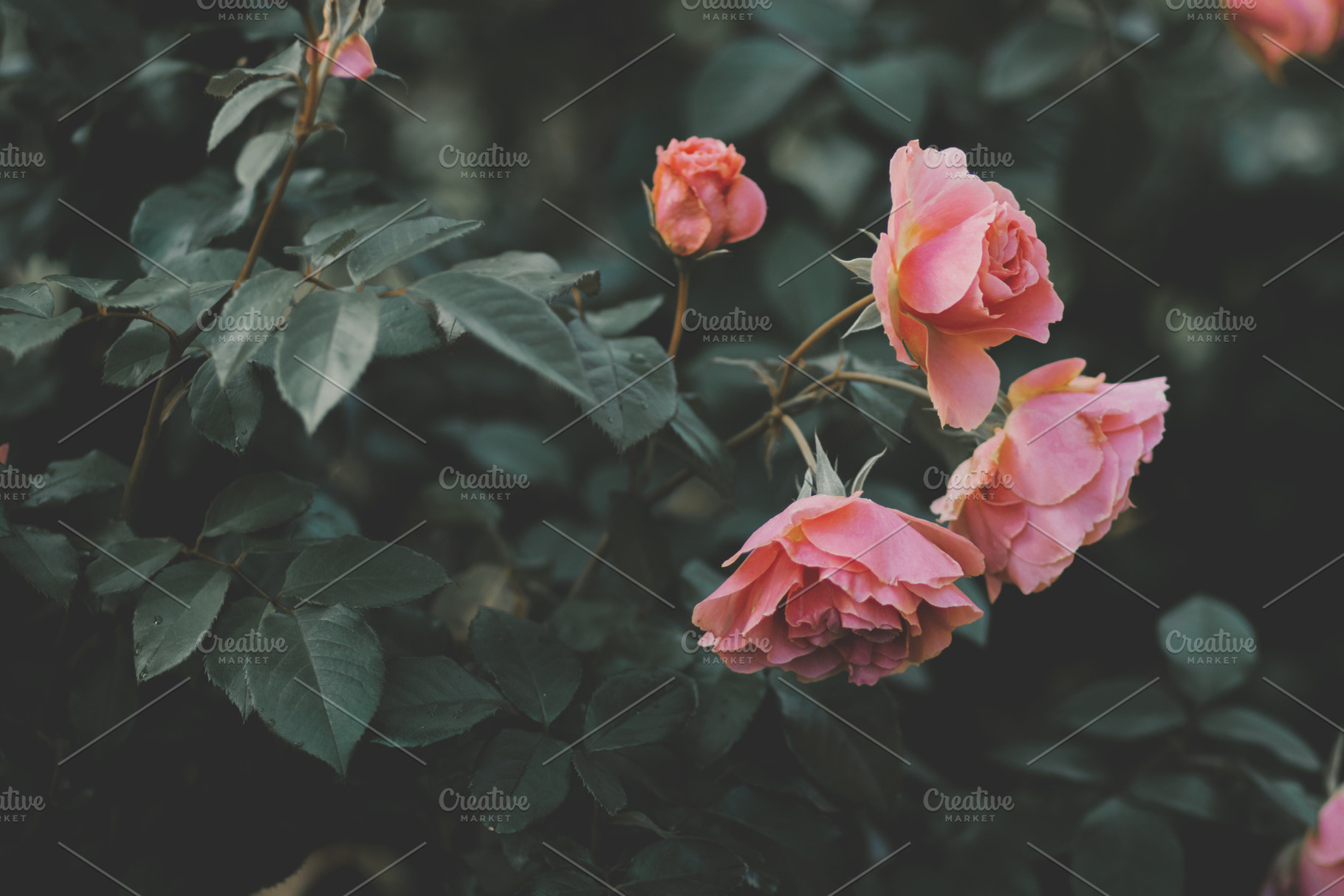 Minimalist Peach Roses Background, a Nature Photo by René Jordaan Photography