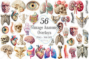 Antique Anatomy Overlays Set 2, a Graphic by designcity5