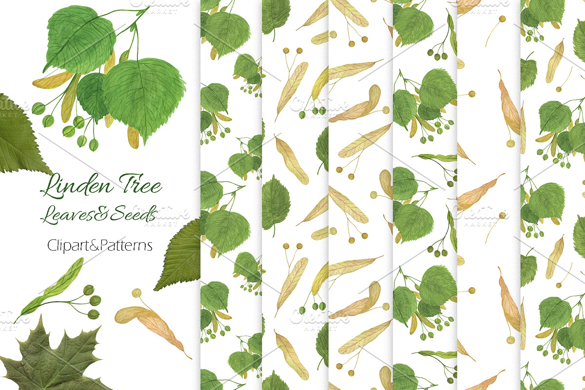 Linden tree leaves and seeds, a Pattern Graphic by Contes_de_fée (Photo 1 of 9)