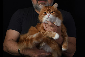 man holding a ginger cat against, an Animal Photo by Apolonia