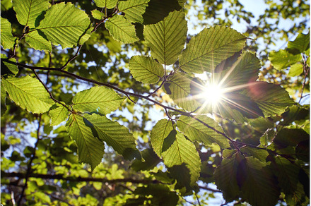 Sunlight beams get through the green, a Nature Photo by Oleksandr Berezko