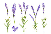 Watercolour wild nature, a Pattern Graphic by Sundra (Thumbnail 9 of 19)
