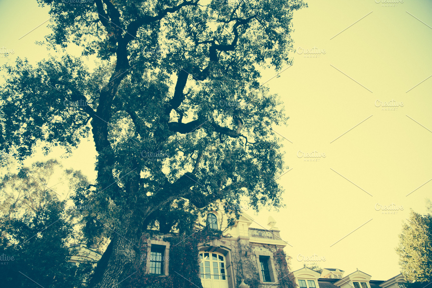 Old Tree Featuring Estate Tree And Old