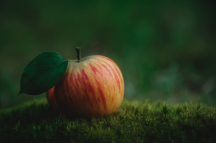 A fallen apple