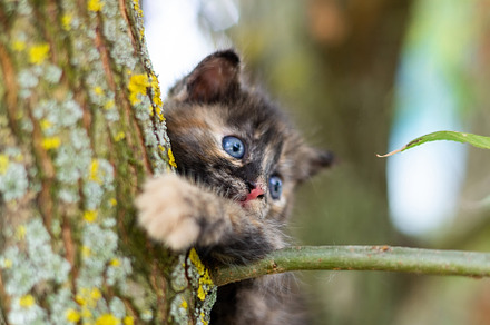 a small kitten on the fence, an Animal Photo by AlexBush