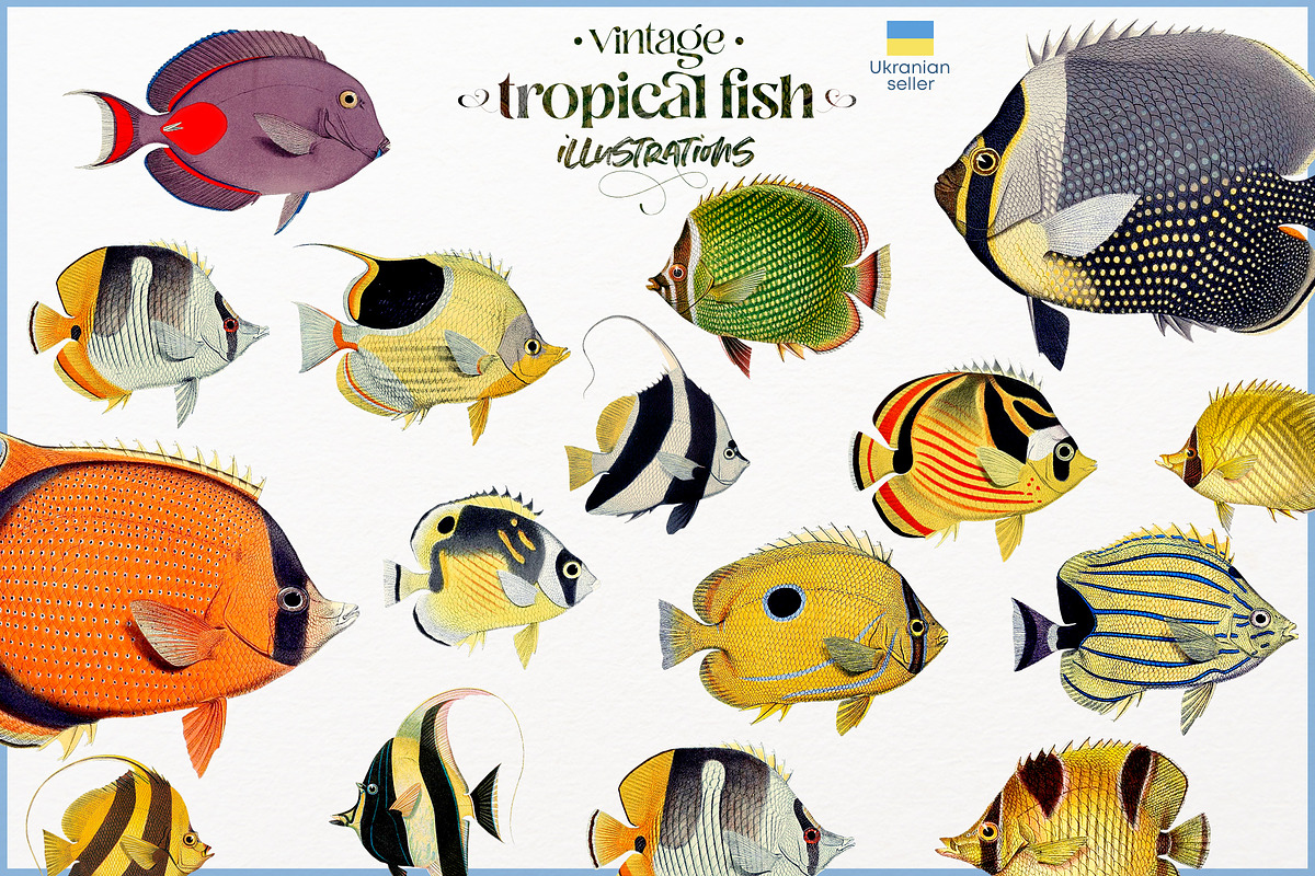 Vintage tropical fish illustrations, an Animal Illustration by Natalka Dmitrova art (Photo 12 of 12)