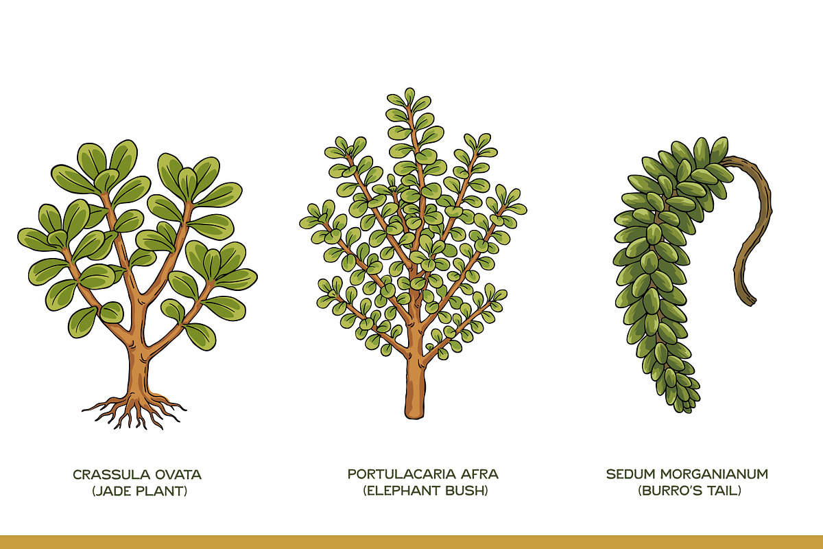 Succulent Illustration Pack, an Illustration by Tekuni (Photo 7 of 13)