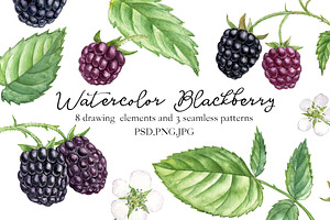 Watercolor Blackberry