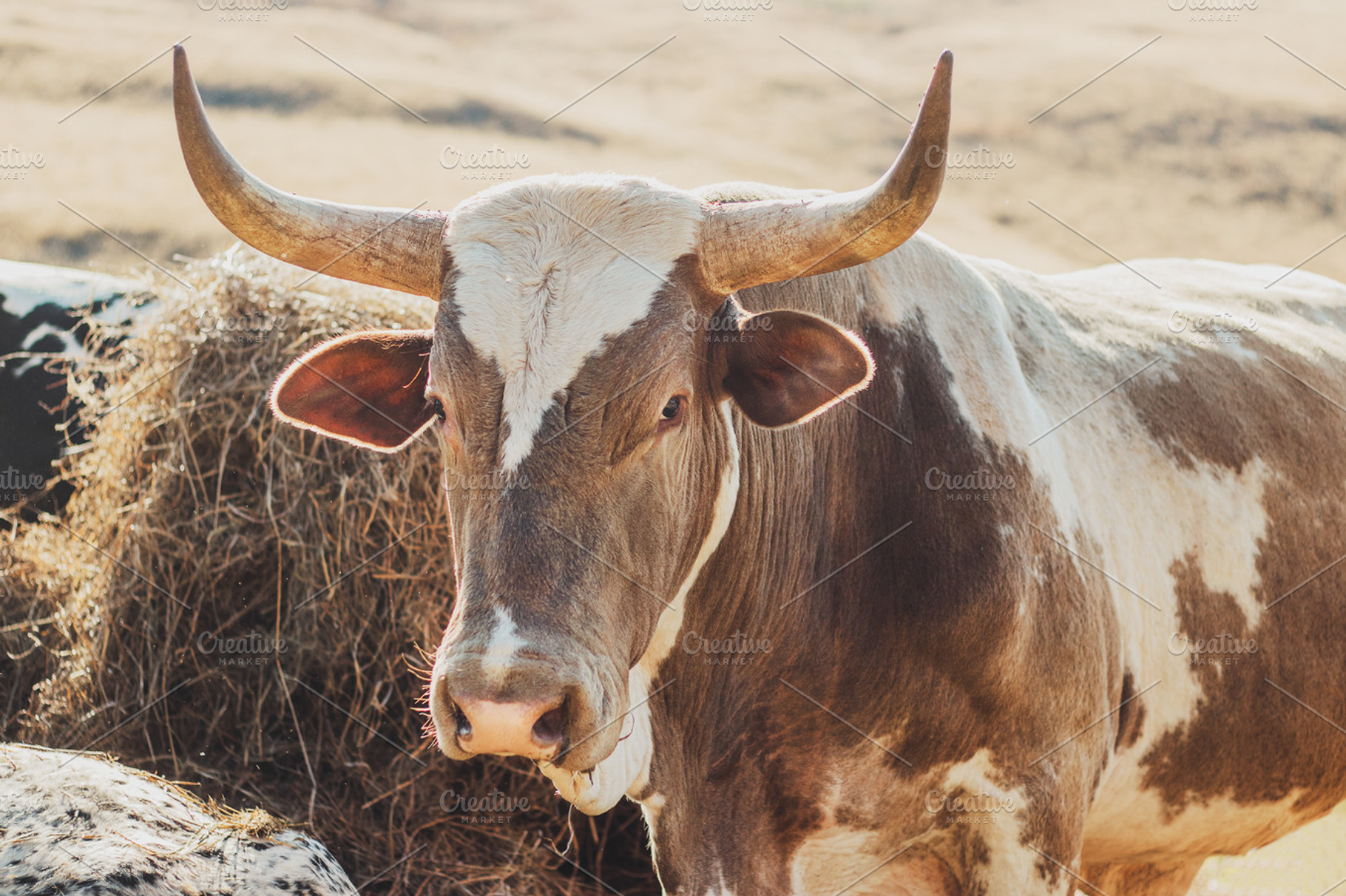 African Nguni Bull Portrait, an Animal Photo by René Jordaan Photography