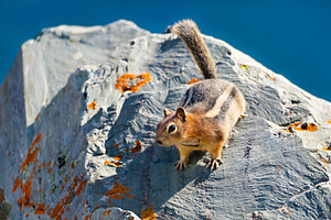 Golden-mantled Ground Squirrel on a, an Animal Photo by Leonid Andronov