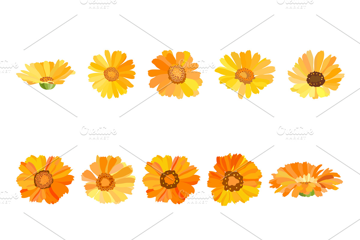 Vector object brushes. Calendula preview 6