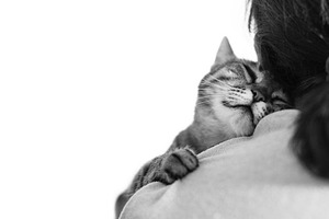 Sleeping cute cat on a shoulder containing cat, sleeping, and cute