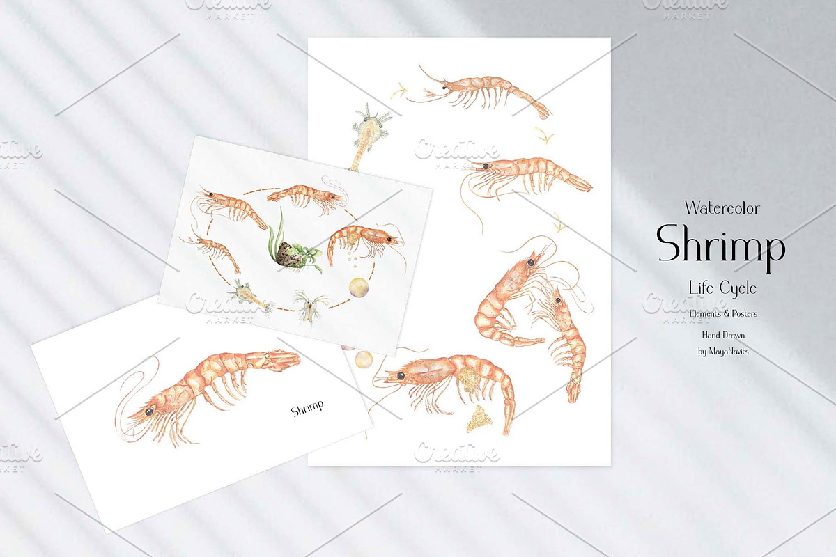 Watercolor Shrimp Life Cycle Set, an Education Illustration by MayaNavits (Photo 5 of 7)