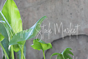 Holistic Lifestyle Bundle (Green), a Health & Medical Photo by Wellness Stock Market (Thumbnail 18 of 37)