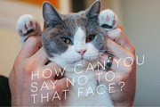 Hipster Cats Photo Pack preview 5
