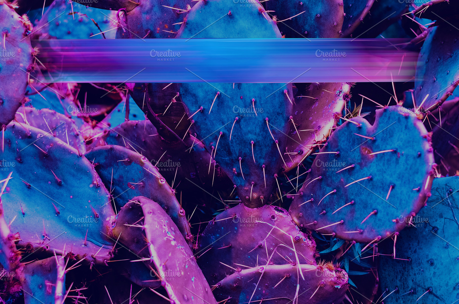 Mexican cacti. neon background and t, a Nature Photo by My world is my eyes