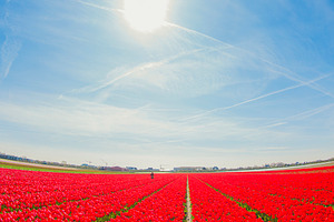 Red tulip field in Netherlands under blue sunny sky, spring land, a Photo by Pictures for you!!!!!!!!!