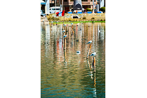 Andean gulls at Lake Titicaca in, an Animal Photo by Leonid Andronov