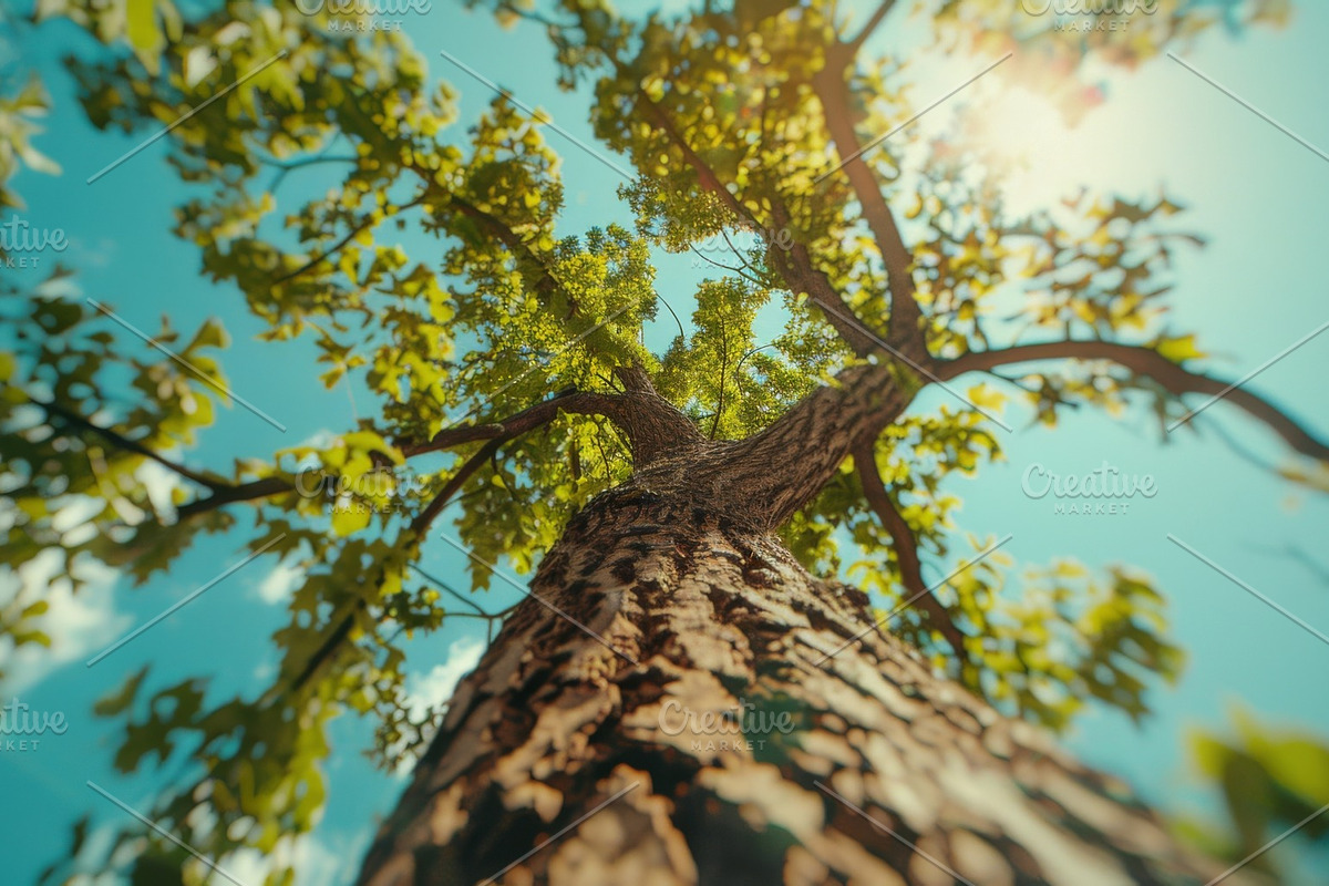 98 Trees view from below, a Nature Photo by Handmadefont (Photo 48 of 98)