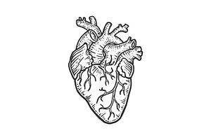 Human Heart Sketch Engraving Vector