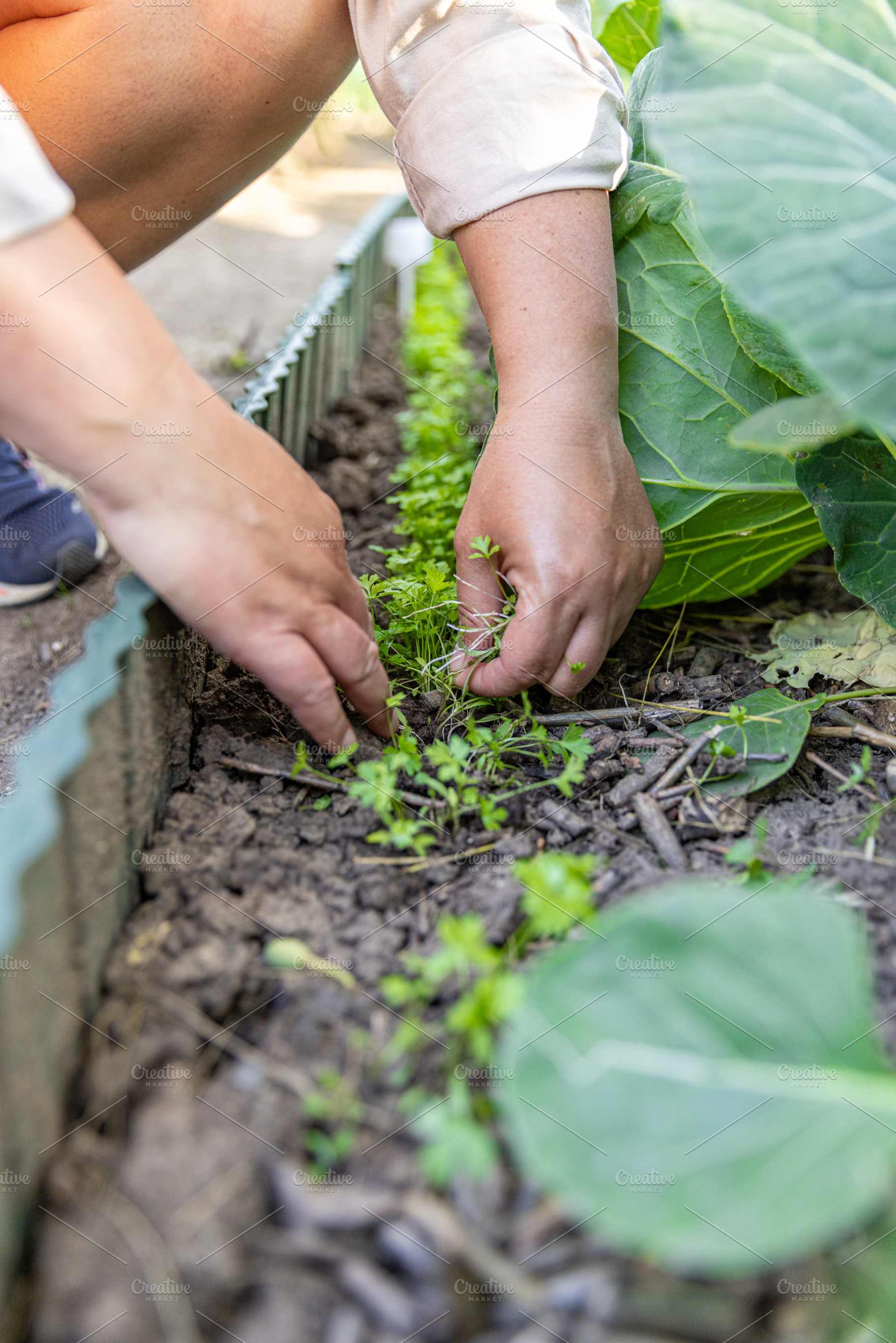 Female farmer weeding a vegetable garden, a Photo by Grafvision photography