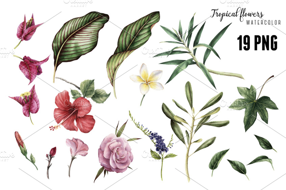 3 Tropical patterns & Floral set, a Pattern Graphic by ollalya (Photo 5 of 5)