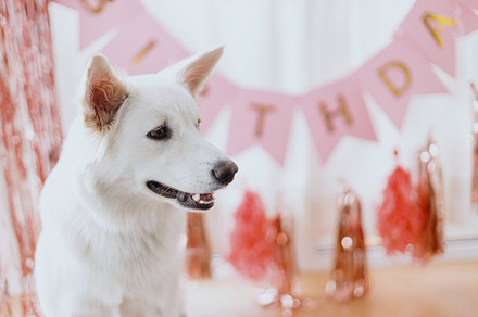 Cute happy dog celebrating birthday on background of pink garlan, an Animal Photo by Sonjachni
