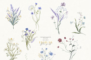 Wildflowers. Watercolor collection, an Illustration by annartdreams (Thumbnail 2 of 14)